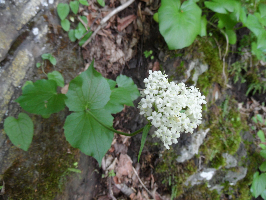 Изображение особи Valeriana alliariifolia.