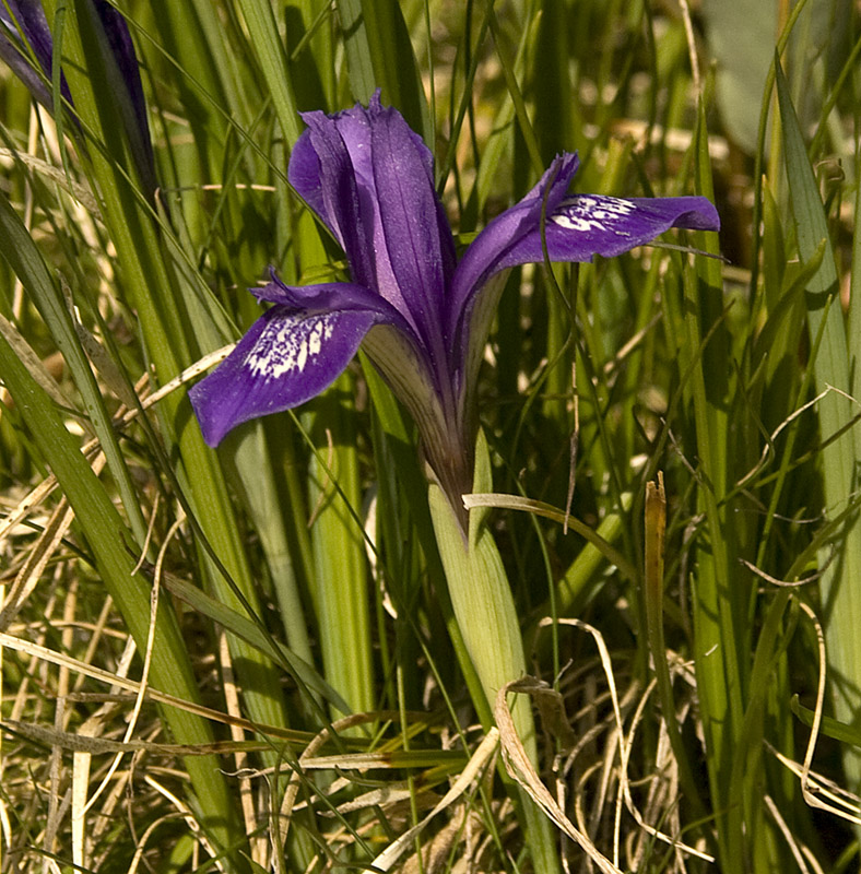 Изображение особи Iris ruthenica.