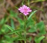 Lomelosia micrantha