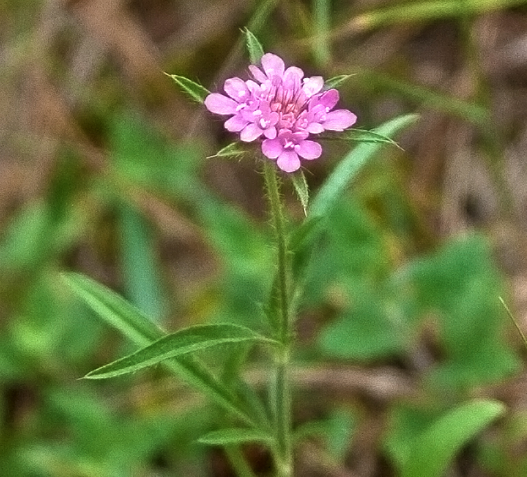 Изображение особи Lomelosia micrantha.