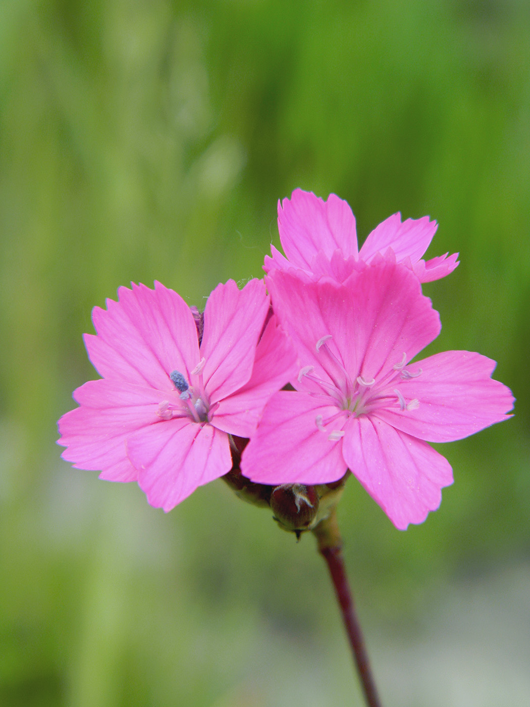 Изображение особи Dianthus borbasii.