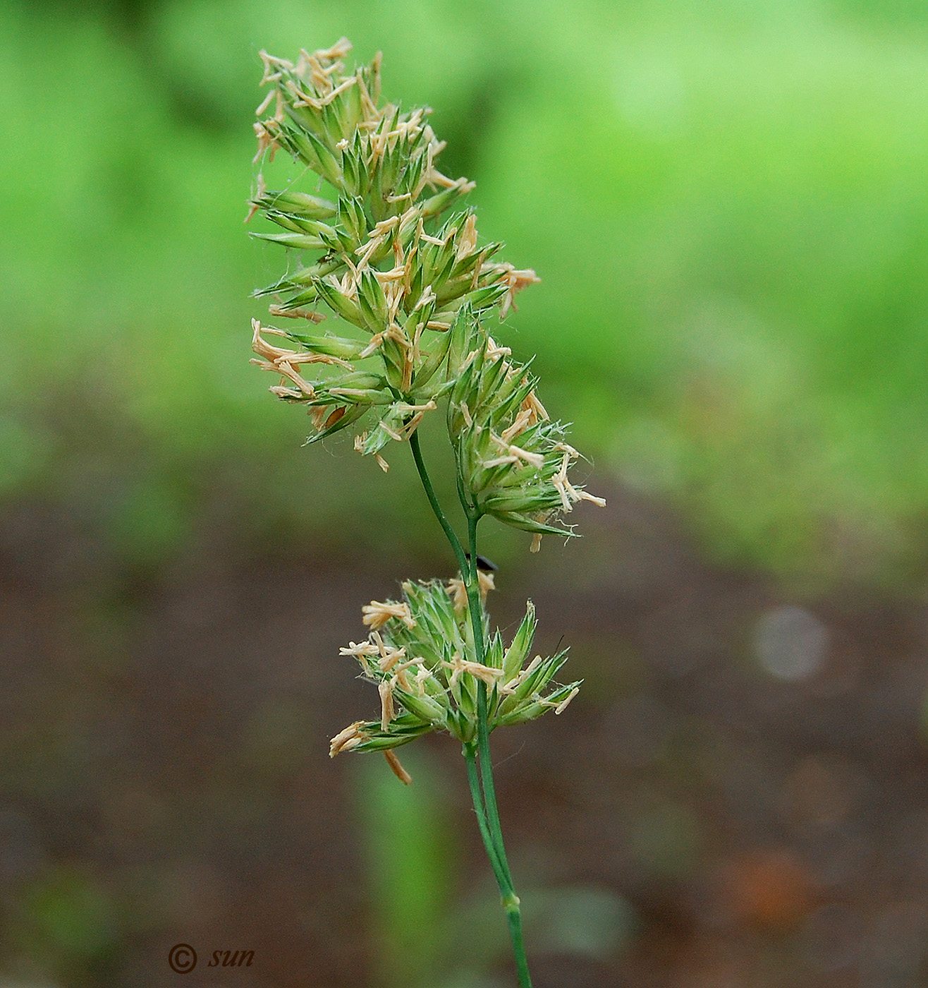 Изображение особи Dactylis glomerata.