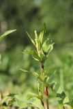 Persicaria lapathifolia. Верхушка цветущего растения. Костромская обл., окр. г. Нерехты, песчаный карьер. 19.06.2016.