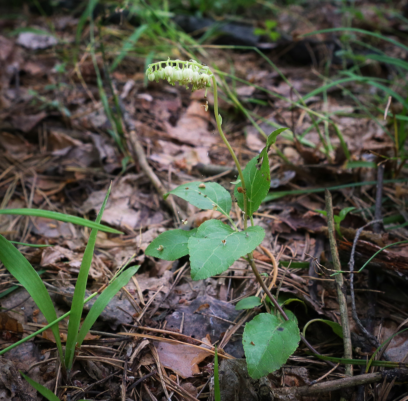 Изображение особи Orthilia secunda.