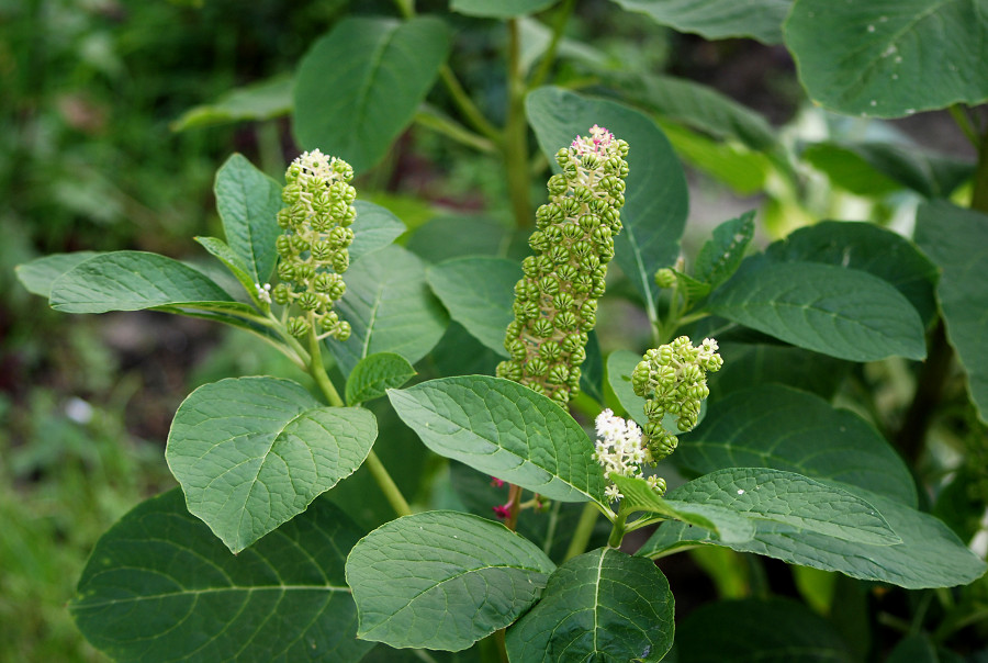 Image of Phytolacca acinosa specimen.