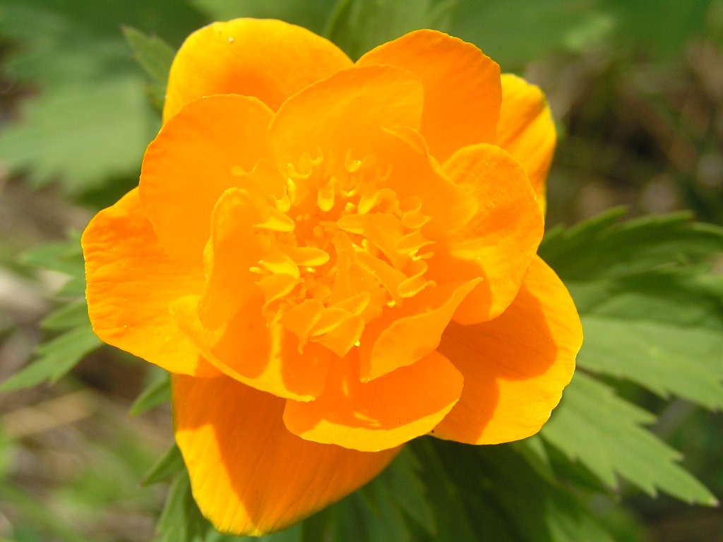 Изображение особи Trollius asiaticus.