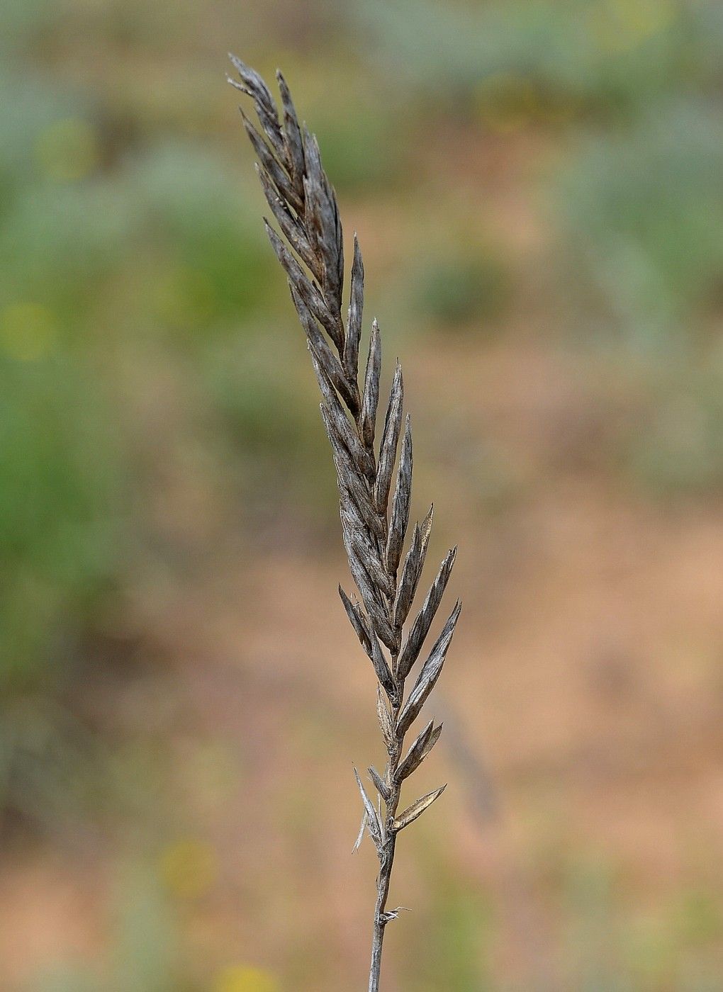 Изображение особи Psathyrostachys juncea.