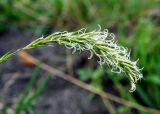 Anthoxanthum odoratum