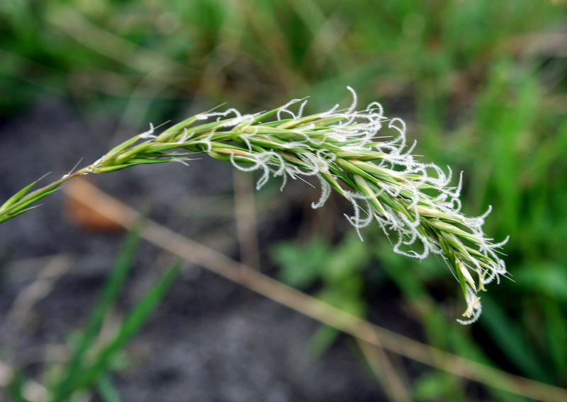 Изображение особи Anthoxanthum odoratum.