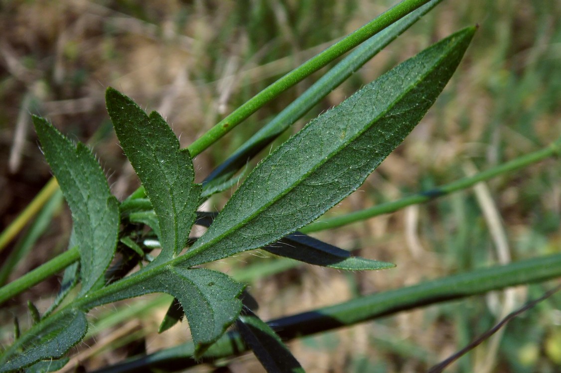 Image of Cephalaria transsylvanica specimen.