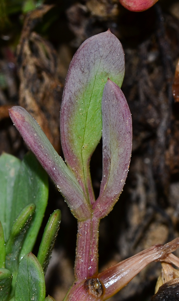 Image of Crithmum maritimum specimen.
