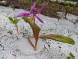 Erythronium sibiricum