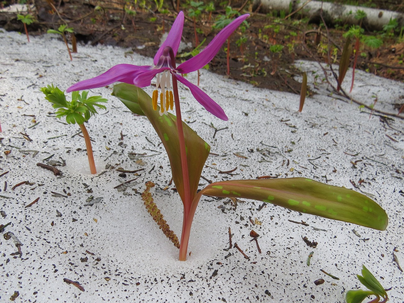 Изображение особи Erythronium sibiricum.