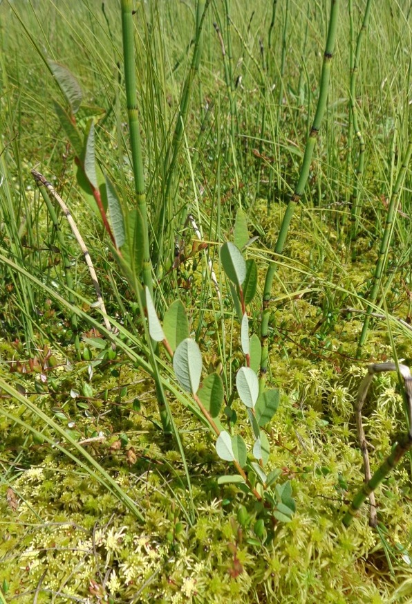 Изображение особи Salix myrtilloides.