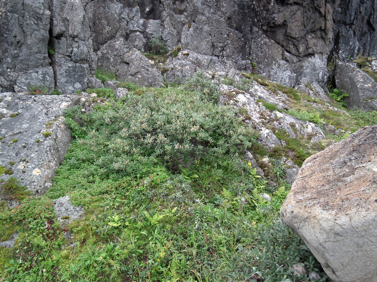 Image of Salix glauca specimen.