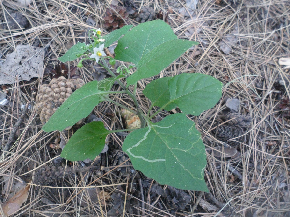 Изображение особи Solanum nigrum.