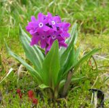 Primula nivalis