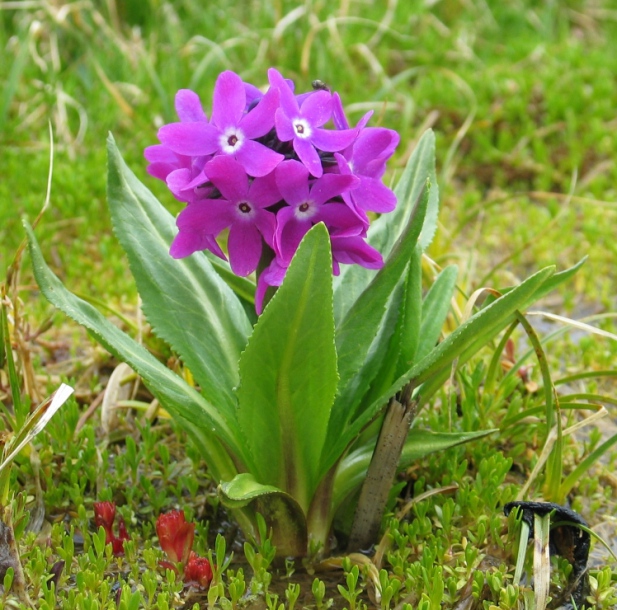 Image of Primula nivalis specimen.
