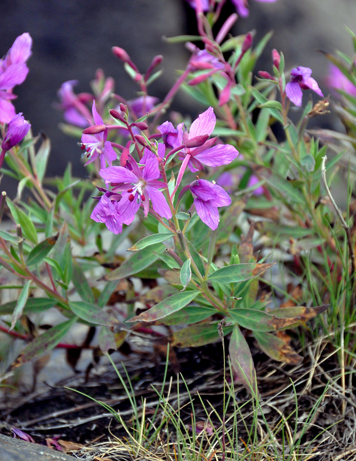 Image of Chamaenerion latifolium specimen.