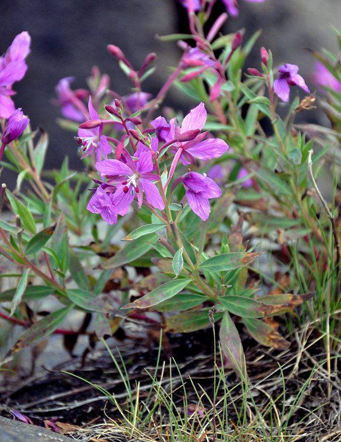 Изображение особи Chamaenerion latifolium.