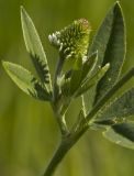Trifolium montanum