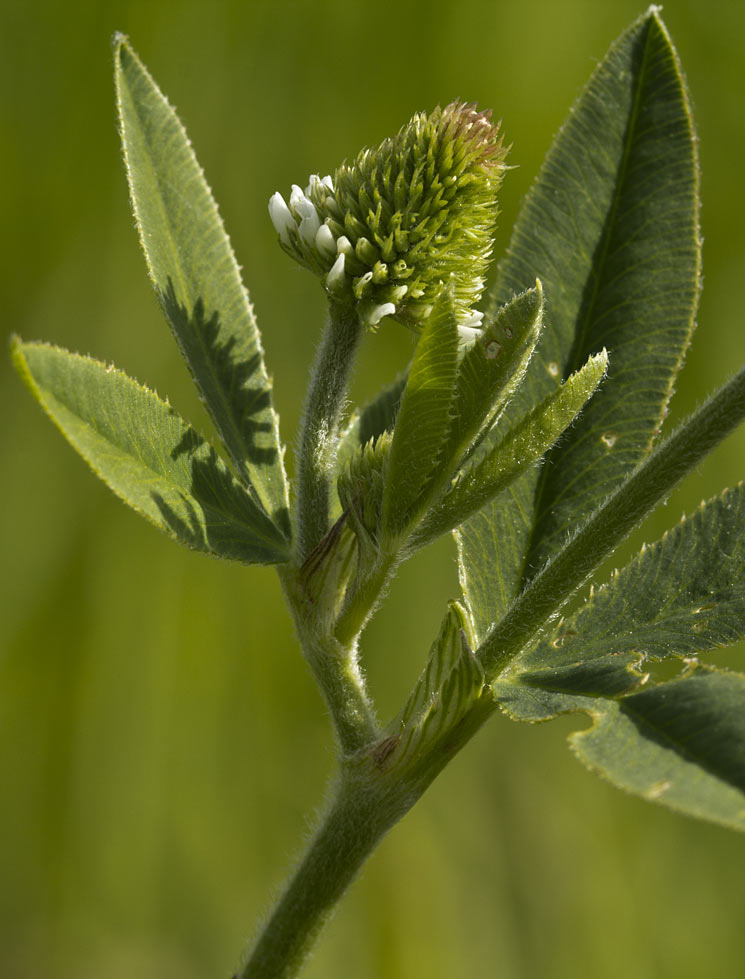 Изображение особи Trifolium montanum.