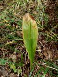 Clintonia udensis