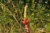 Orostachys malacophylla