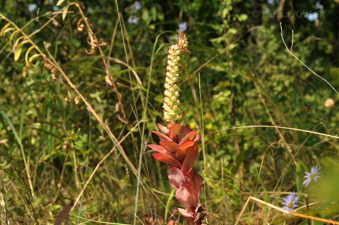 Image of Orostachys malacophylla specimen.