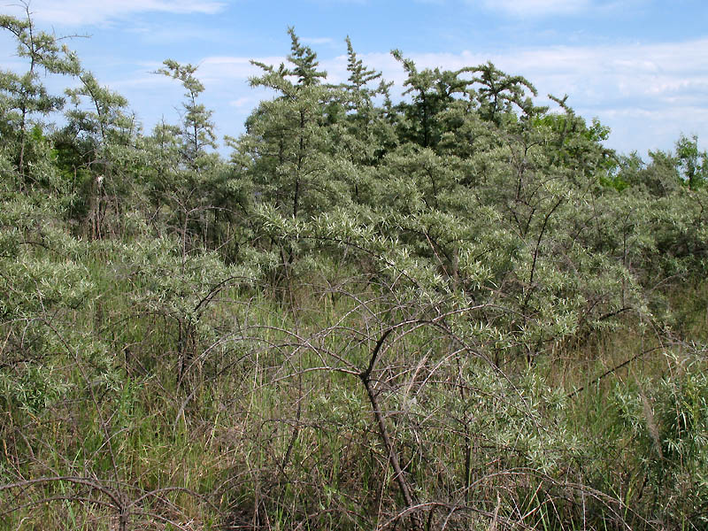 Изображение особи Hippophae rhamnoides.