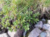 genus Salix
