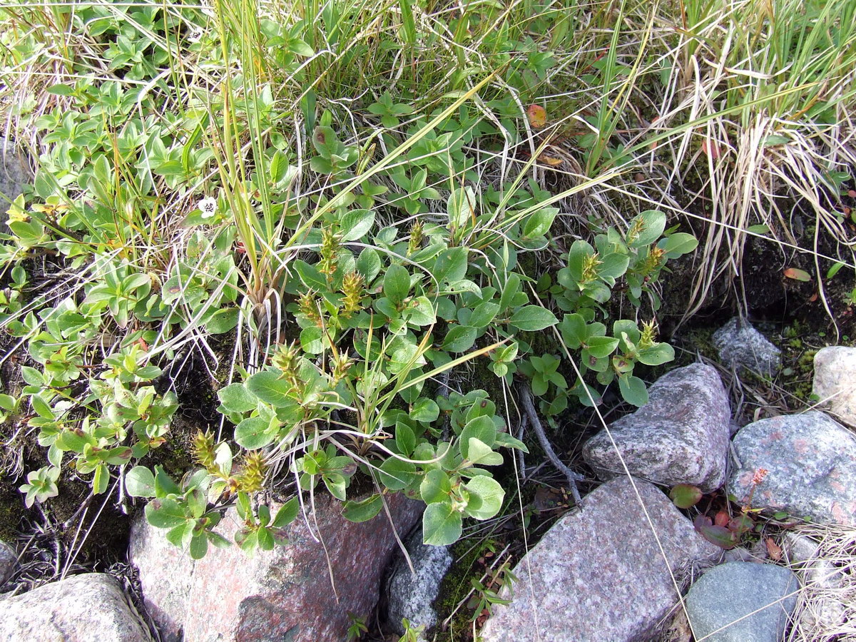 Image of genus Salix specimen.