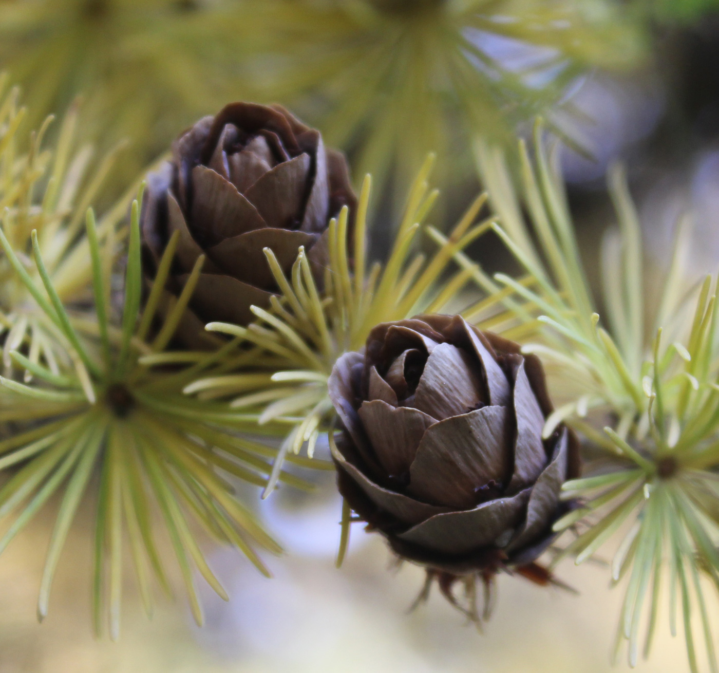 Image of Larix × lubarskii specimen.