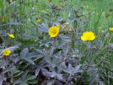 Potentilla goldbachii