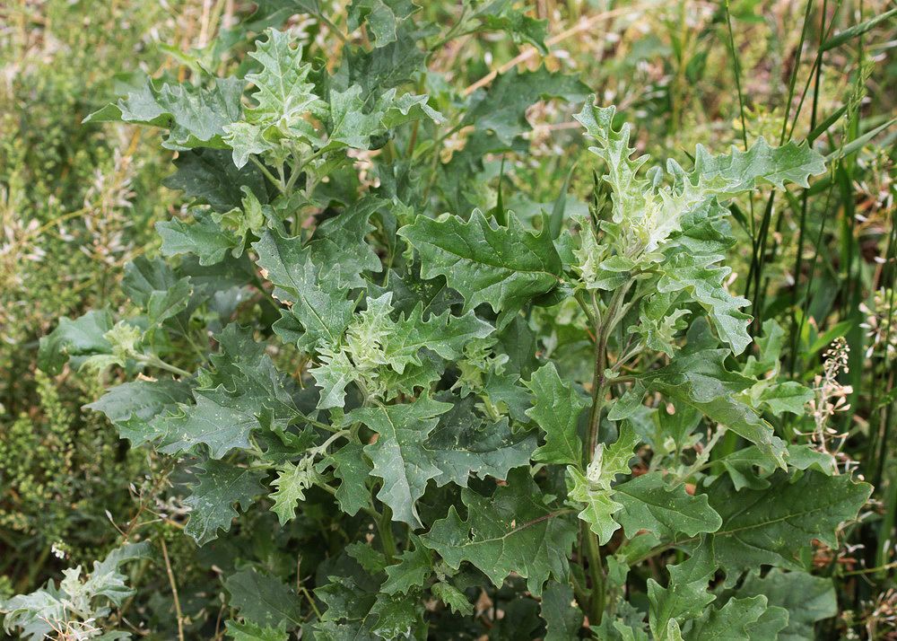 Image of Atriplex tatarica specimen.