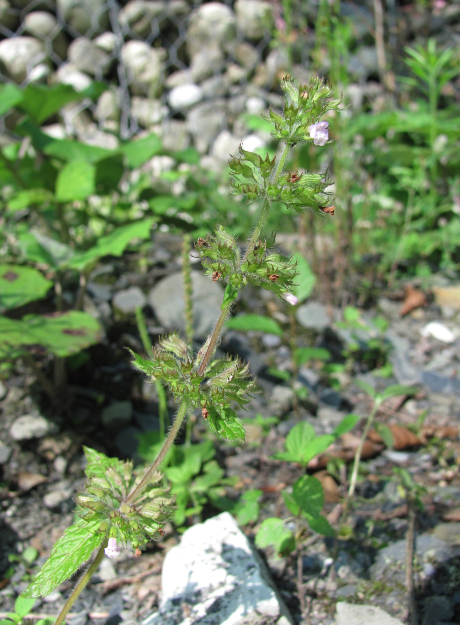 Изображение особи Clinopodium umbrosum.