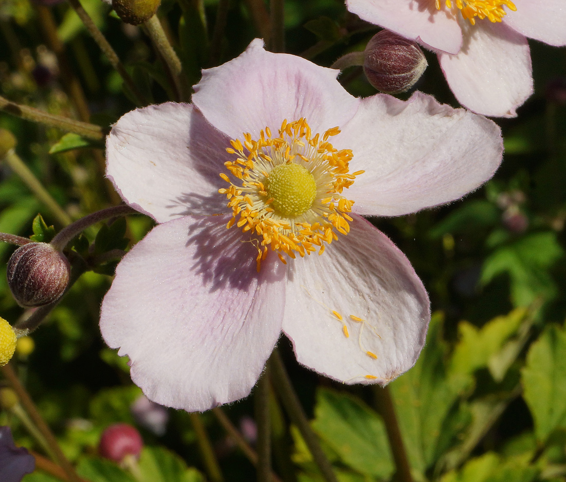 Изображение особи Anemone hupehensis.