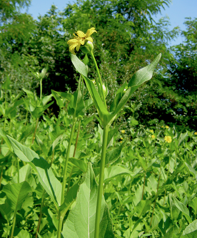 Изображение особи Silphium perfoliatum.