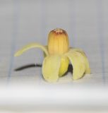 Image of taxon representative. Author is Татьяна Мальчинская