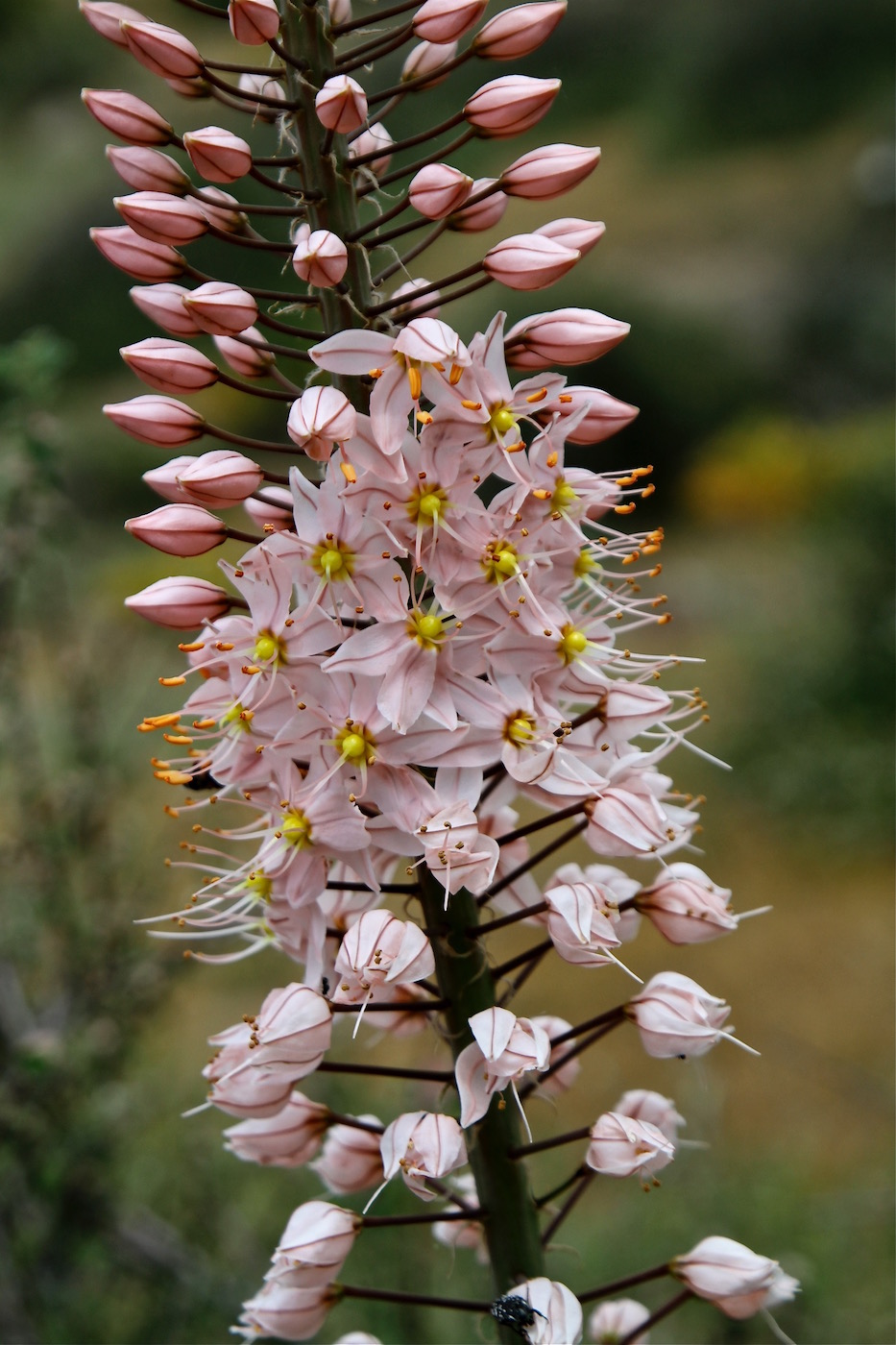 Image of Eremurus aitchisonii specimen.