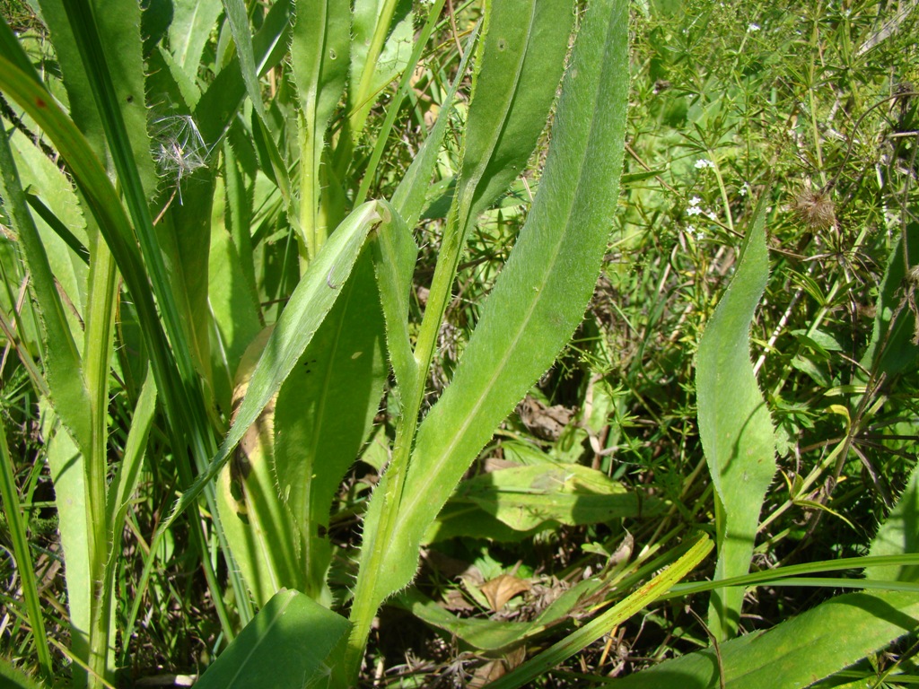 Image of Cirsium canum specimen.