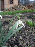 Galanthus nivalis