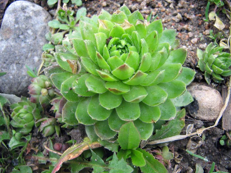 Image of Jovibarba globifera specimen.