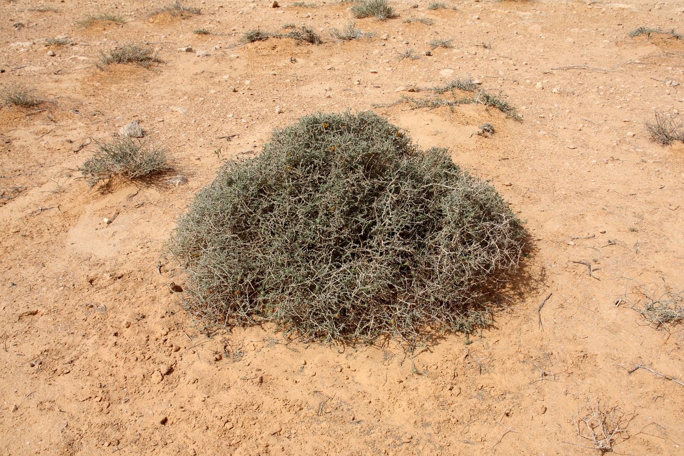 Image of Anvillea garcinii specimen.