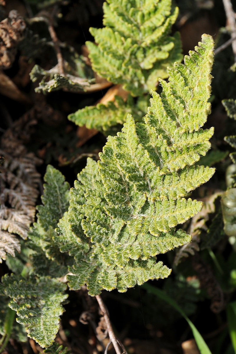 Image of Cheilanthes eckloniana specimen.