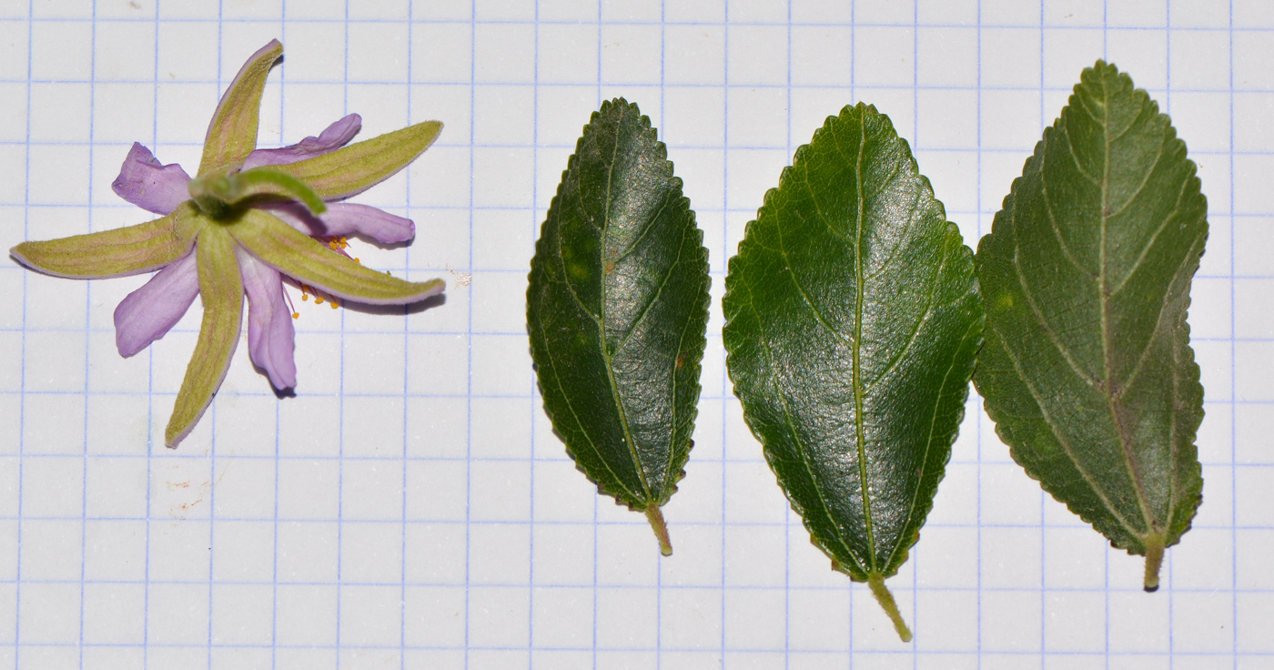 Image of Grewia occidentalis specimen.