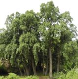 Maytenus boaria
