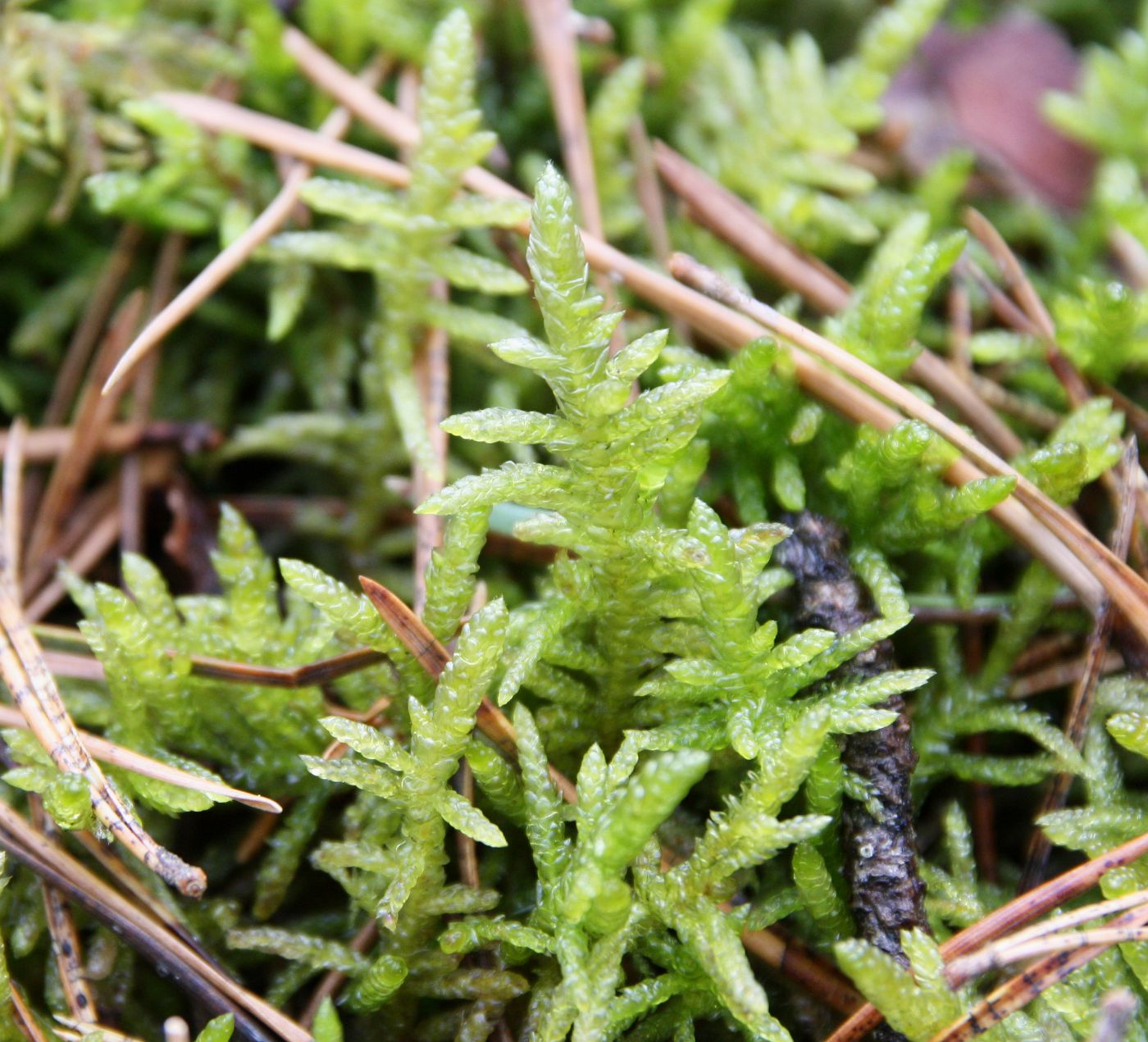 Изображение особи Pseudoscleropodium purum.