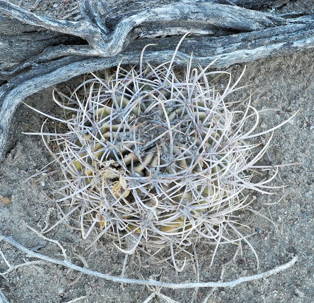 Изображение особи Acanthocalycium leucanthum.