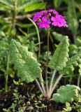 Primula patens. Цветущее растение. Приморский край, окр. г. Находка, долина р. Партизанская на правом берегу вблизи устья, редколесье ольхи японской. 20.05.2017.